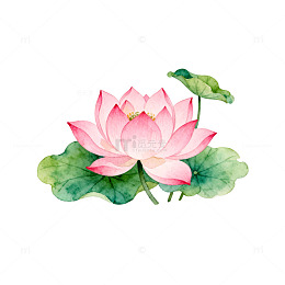 水彩荷花清新插画