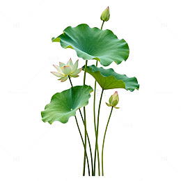 水墨风荷花插画设计素材