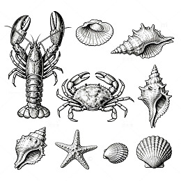 海洋生物黑白插画