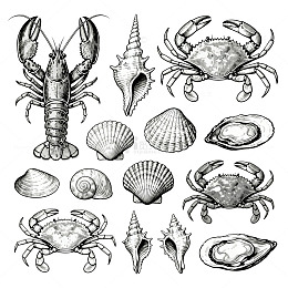 海洋生物线描插画素材集