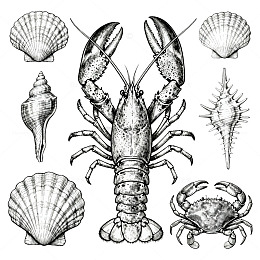 海洋生物线描插画