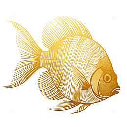 金色鱼插画线描艺术