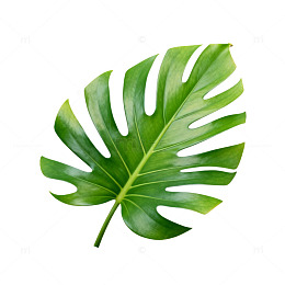热带风绿色植物叶片特写