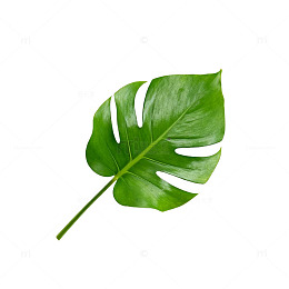 绿色植物叶片矢量素材