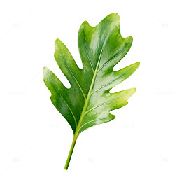 绿叶植物水彩画素材