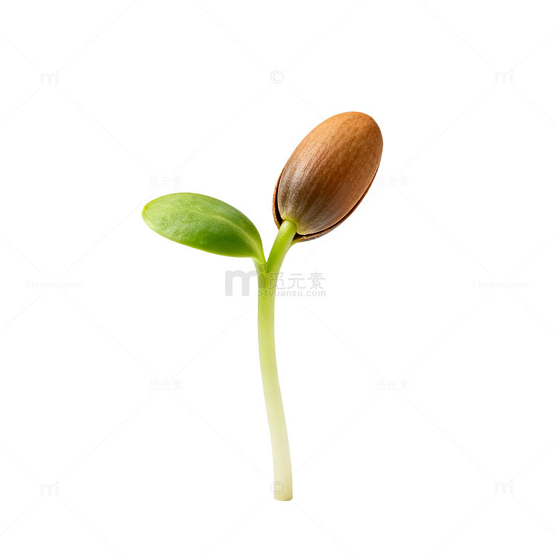 清新植物发芽矢量插画