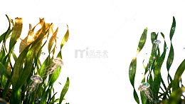 水下夕阳植物风光