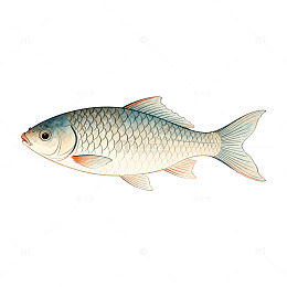 手绘鱼插画素材