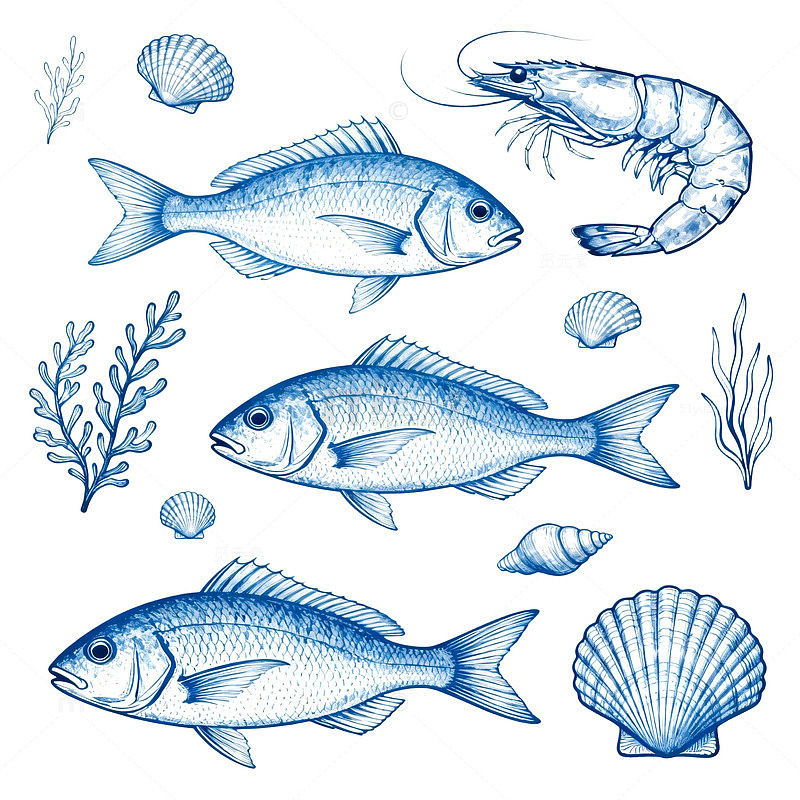 海洋生物插画设计素材
