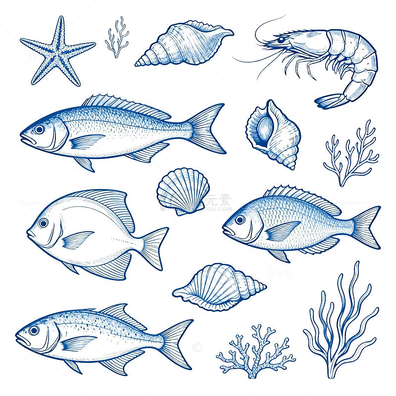 海洋鱼类插画素材