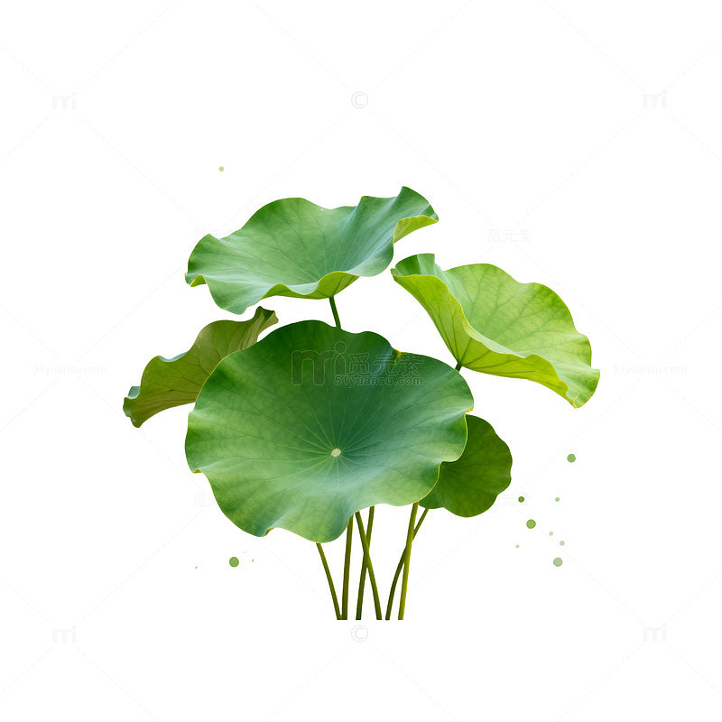 水墨风格荷叶插画矢量素材