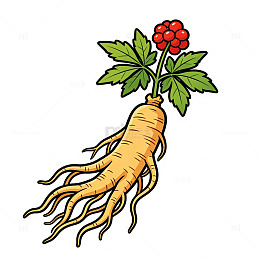 人参插画免扣植物素材元素矢量