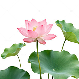 荷花特写片