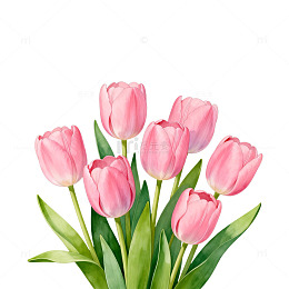 水彩粉色郁金香花卉插画