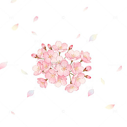 樱花绽放春天插画