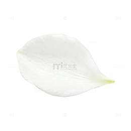 素雅白色花瓣