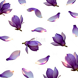 紫色玉兰花瓣背景设计素材