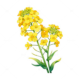 油菜花插画设计素材
