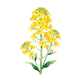 水彩油菜花插画设计素材
