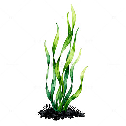绿色水草插画手绘素材