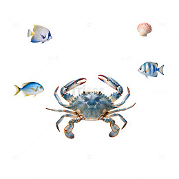 海洋生态螃蟹鱼群插画素材