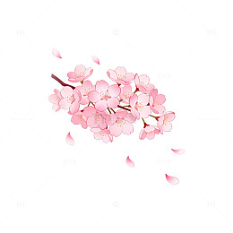 樱花绽放矢量图设计元素