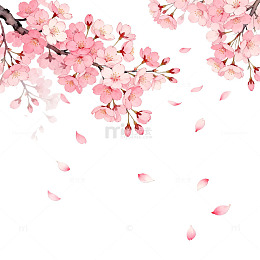 樱花盛开春天浪漫唯美插画背景
