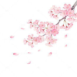 水彩樱花盛开图