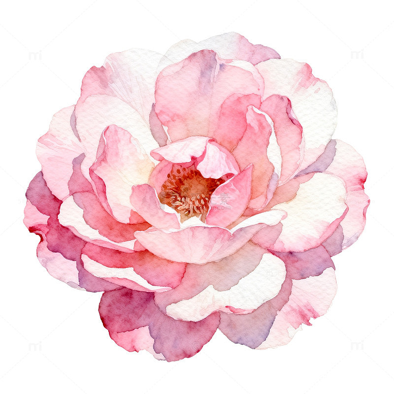 水彩粉色玫瑰花插画