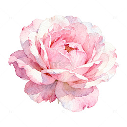 水彩粉色玫瑰花装饰画素材