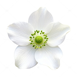 纯白花卉特写图片