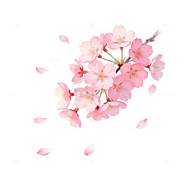 樱花绽放春日美景插画