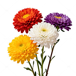 彩色菊花特写素材