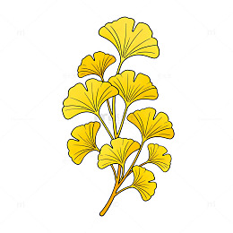 银杏叶插图插画设计素材