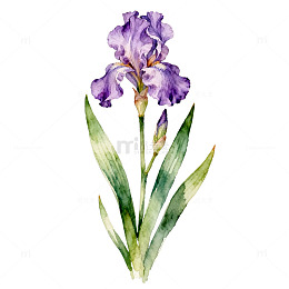 紫色鸢尾花水彩画素材