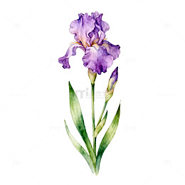 紫色鸢尾花水彩画