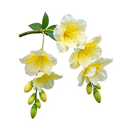 淡黄色花朵与绿色花蕾
