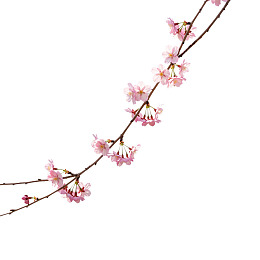 樱花枝条绽放粉色花朵