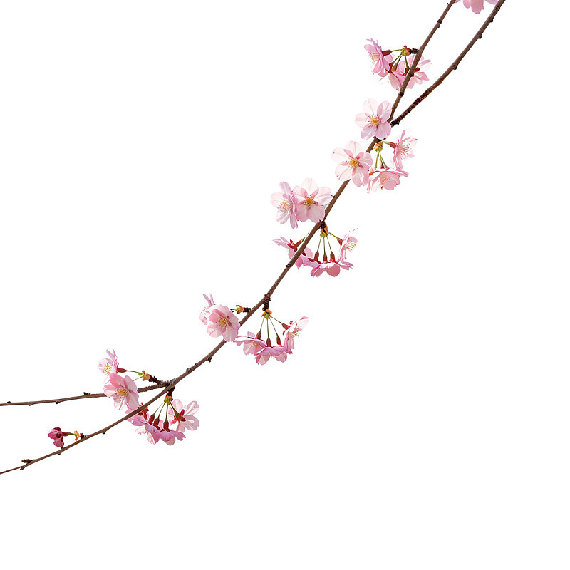 樱花枝条绽放粉色花朵
