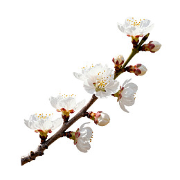 白色樱花枝绽放图片