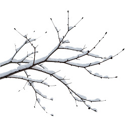 雪覆树枝静谧冬景图片