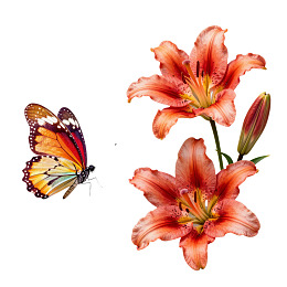 蝴蝶与百合花的优雅组合