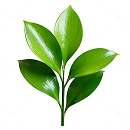 清新绿叶植物图样装饰素材