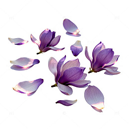 玉兰花瓣唯美意境插画素材