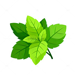 绿色薄荷叶矢量插画素材