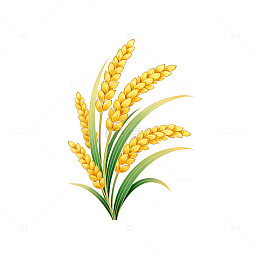 插画风格稻穗元素设计素材