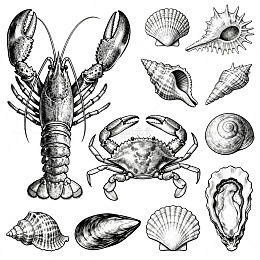 海洋动物贝壳线描插画