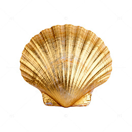 金黄色贝壳装饰素材