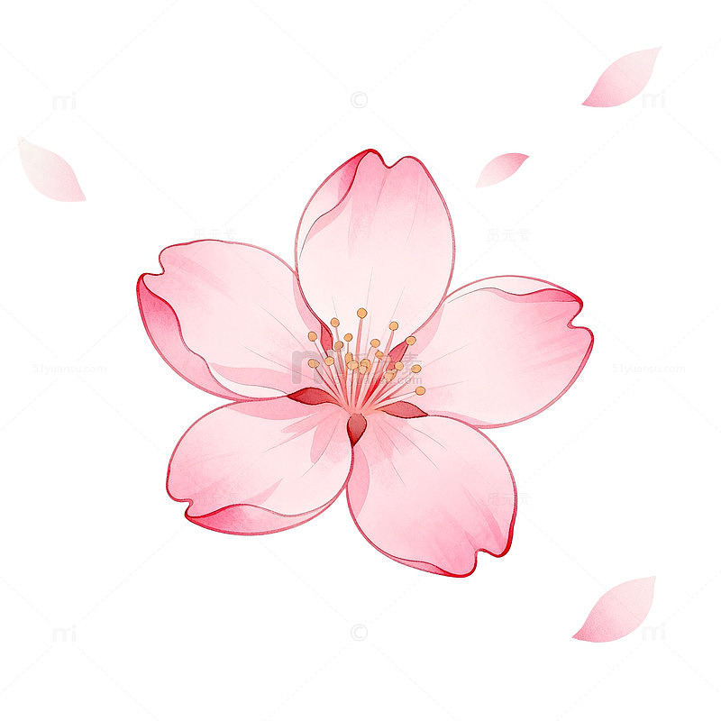 水彩樱花盛开插画设计素材