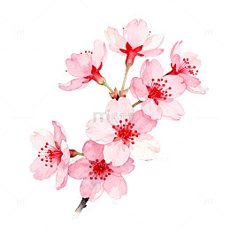 水彩樱花盛开花卉插画